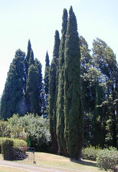 File:Cupressus sempervirens Stricta.jpg