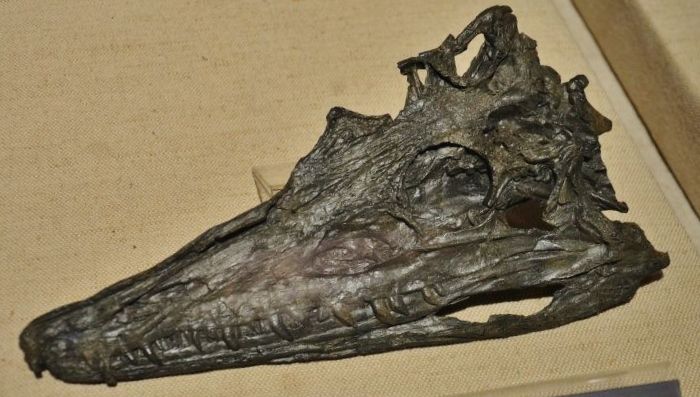 File:Diandongosuchus fuyuanensis 334.jpg