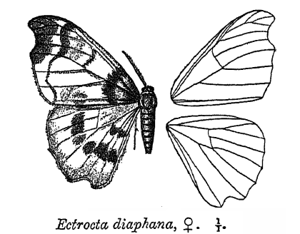 File:EctroctaDiaphana.png