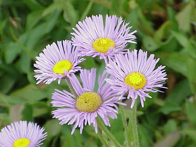 File:Erigeron glabellus0.jpg