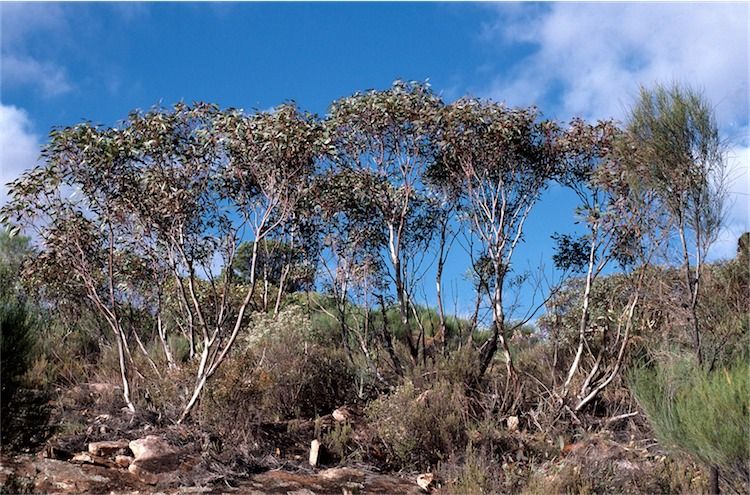 File:Eucalyptus flindersii.jpg