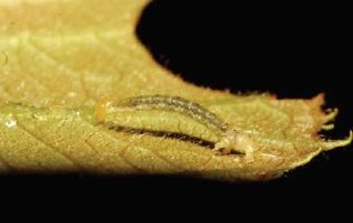 File:Hagnagora luteoradiata young larva.jpg