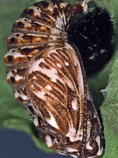 File:Heath Fritillary pupa.jpg