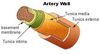 File:Illu artery.jpg