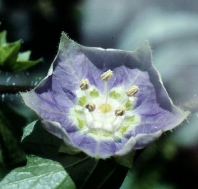 File:Jaltomata andersonii 620 Flower.jpg