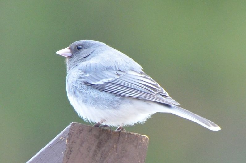 File:Junco hyemalis aikeni 34920946 (cropped).jpg