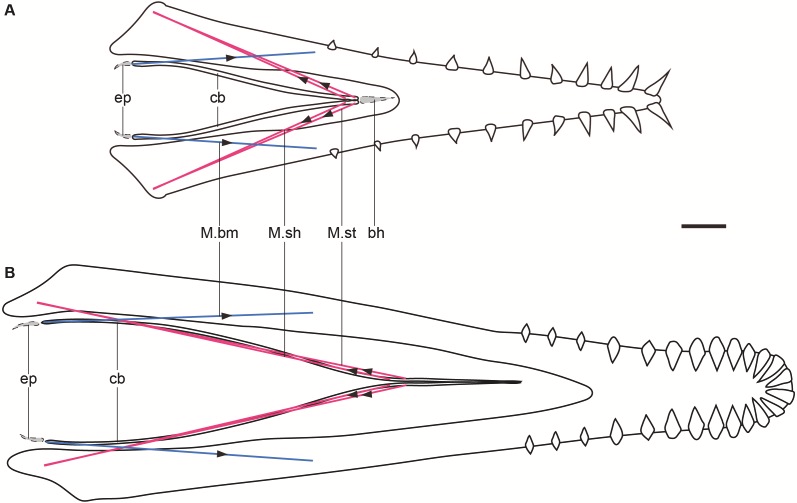 File:Lingual muscles of Haopterus and Liaoxipterus.png