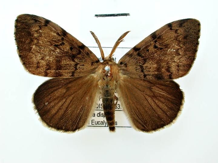 File:Lymantria dispar japonica male dorsal.jpg