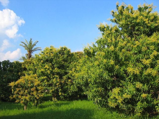 File:MangoTree.jpeg