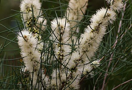 File:Melaleuca teretifolia.jpg