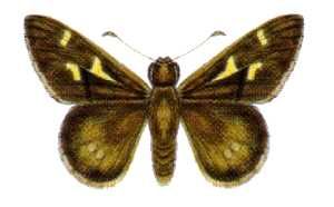 File:Neohesperilla croceus (ento-csiro-au).jpg