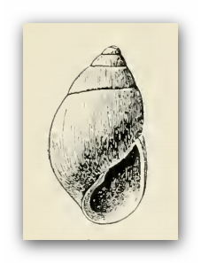 File:Odostomia nuciformis 001.png