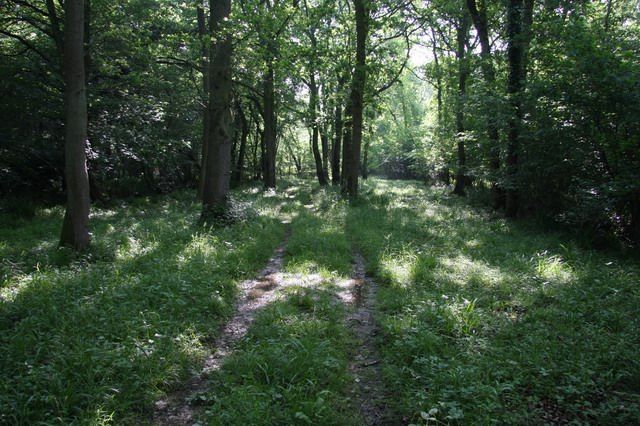 File:Out Wood - geograph.org.uk - 909500.jpg