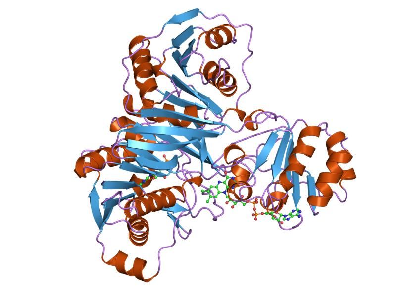 File:PDB 1efv EBI.jpg