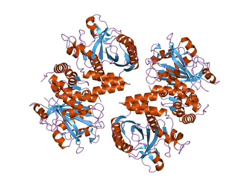 File:PDB 1hyn EBI.jpg