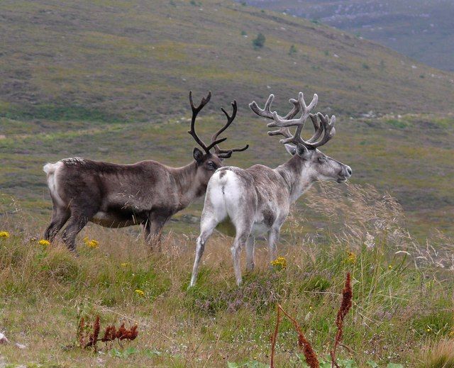 File:Reindeer - geograph.org.uk - 943186.jpg