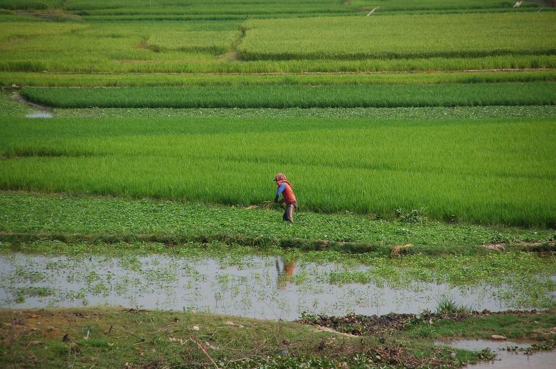 File:Ricefields in Takeo.jpg