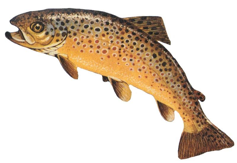 File:Salmo trutta GLERL 1.jpg