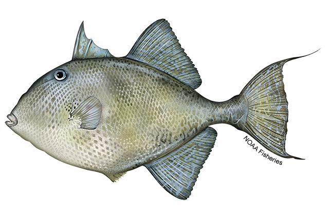 File:Triggerfish-Gray-NOAAFisheries.png