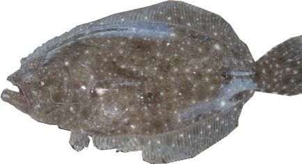 File:A Gulf flounder fish.jpg