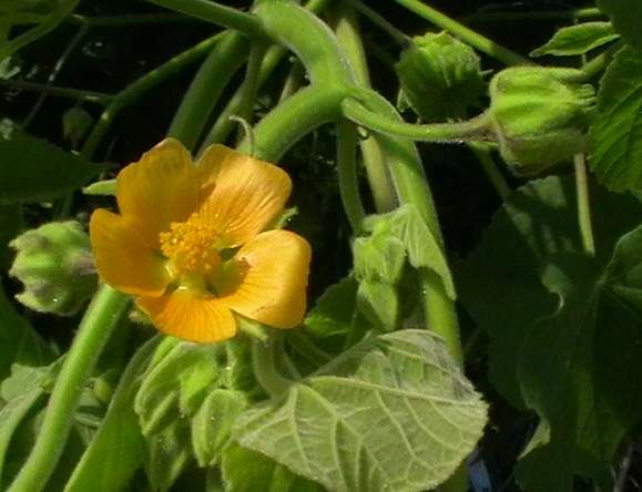 File:Abutilon th333.jpg