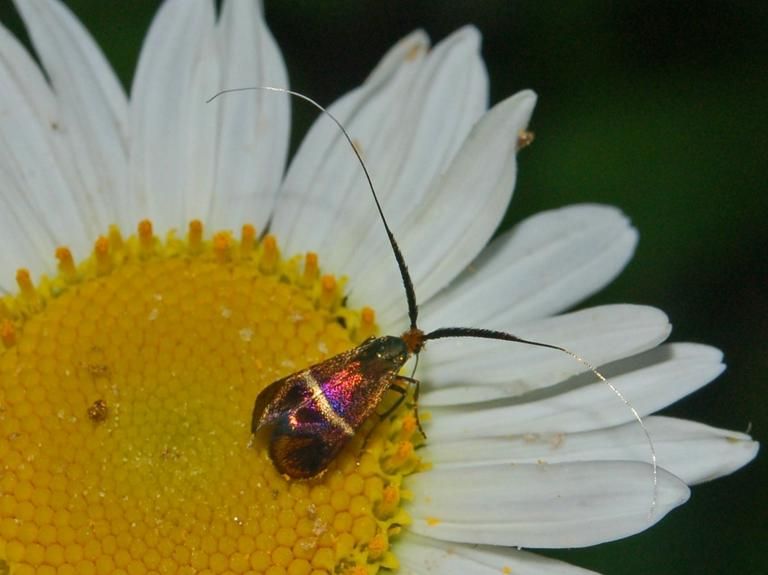 File:Adelidae - Adela australis.jpg