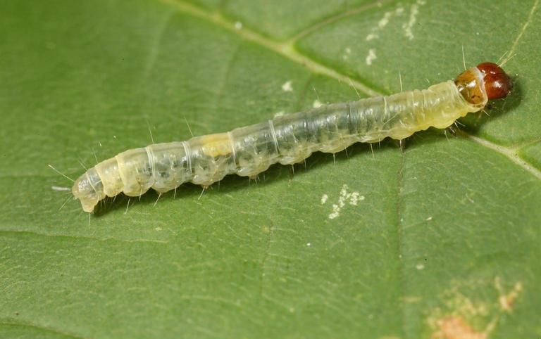 File:Archips rosana larva.jpg