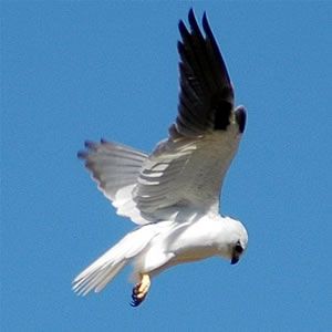 File:Blackshoulderedkite.jpg