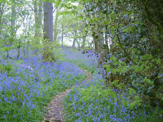 File:Bluebell Woods - geograph.org.uk - 356372.jpg