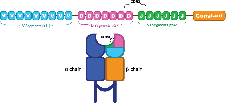 File:CDR and V,D, and J Genes.png