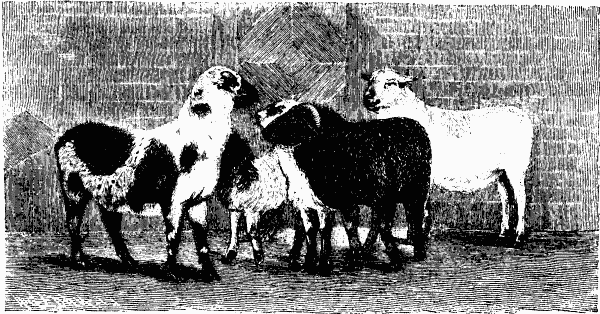 File:Cameroons sheep.png