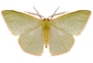 File:Chlorocoma dichloraria (ento-csiro-au).jpg