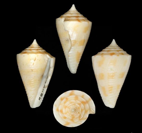 File:Conasprella rachelae 001.jpg