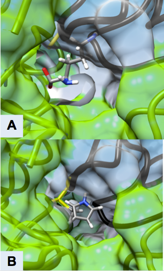 File:Eflornithine in the Active Site.png