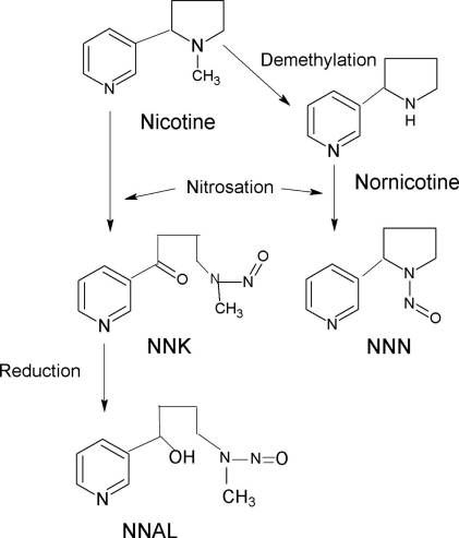 File:Endogenous Formation of Tobacco-specific N-nitrosamines (TSNA).jpg