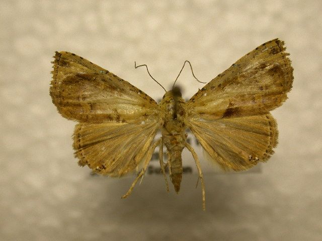 File:Eulepidotis ornatoides.jpg