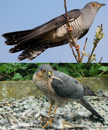 File:European Cuckoo Mimics Sparrowhawk.jpg