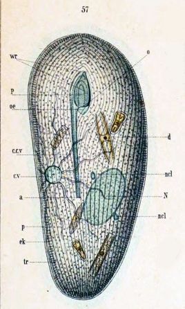 File:Frontonia leucas from Schewiakoff 1889.jpg