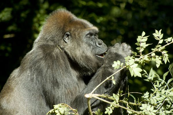 File:Gorilla Eating (4334174066).jpg