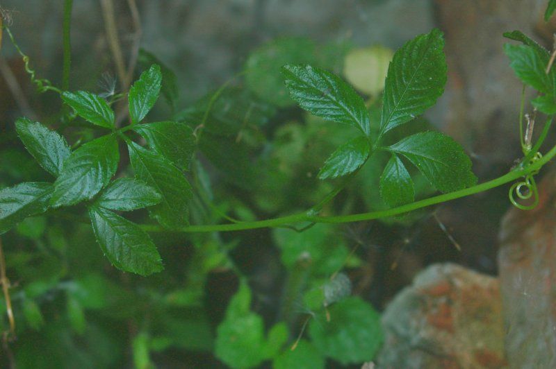 File:Gynostemma pentaphyllum 2.jpg