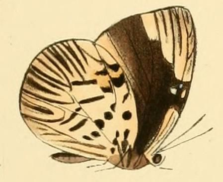 File:Hewitsonia boisduvalii2.JPG