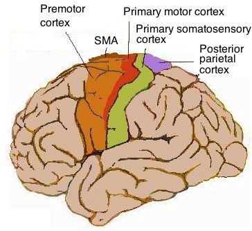 File:Human motor cortex.jpg