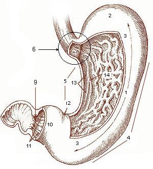 File:Illu stomach.jpg