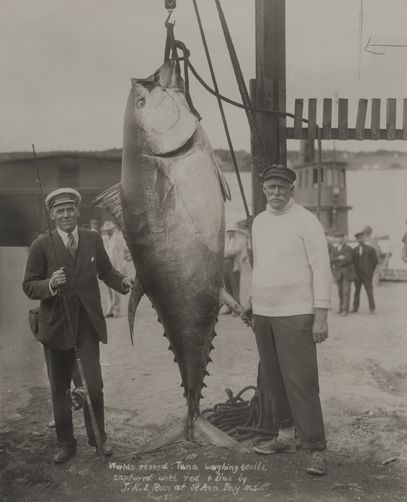 File:JKL Ross with 680lb tuna.jpg