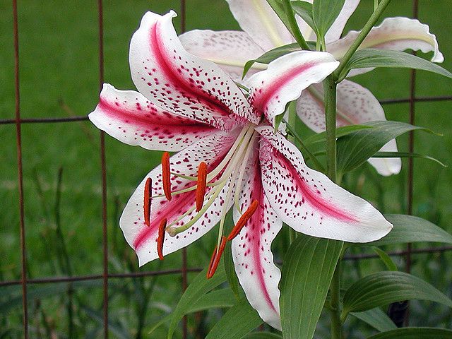 File:Lilium Dizzy.jpg