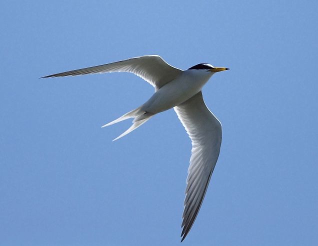 File:Little Tern 6820C.jpg