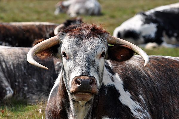 File:Longhorn cattle at clumber park.jpg