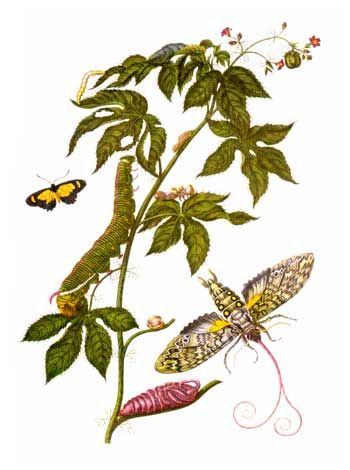 File:Merian insectes Surinam.jpg