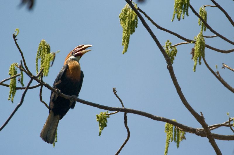 File:Narcondam hornbill.jpg