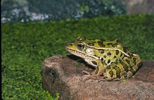 File:Northern leopard frog 1.jpg